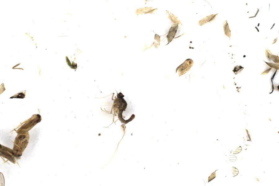 Image 37